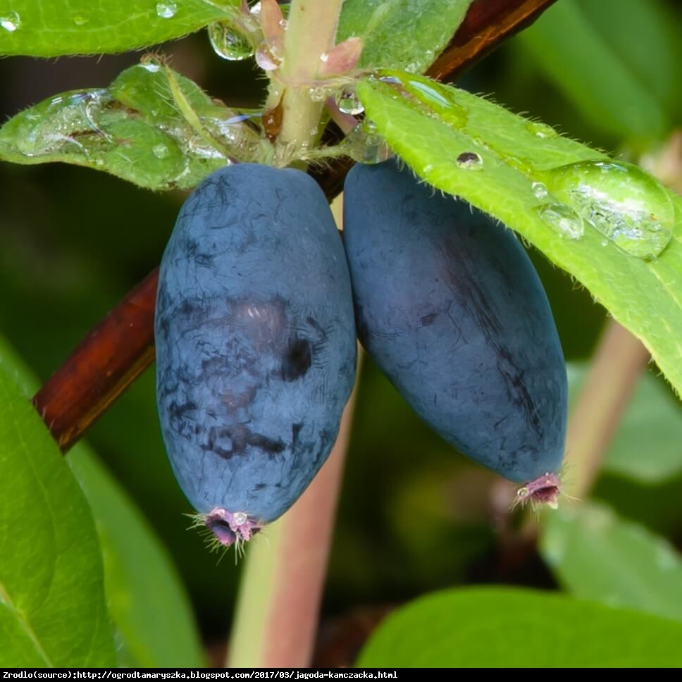 Jagoda kamczacka Nimfa - Lonicera orientalis Nimfa