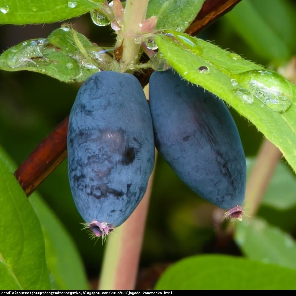 Jagoda kamczacka Nimfa - Lonicera orientalis Nimfa