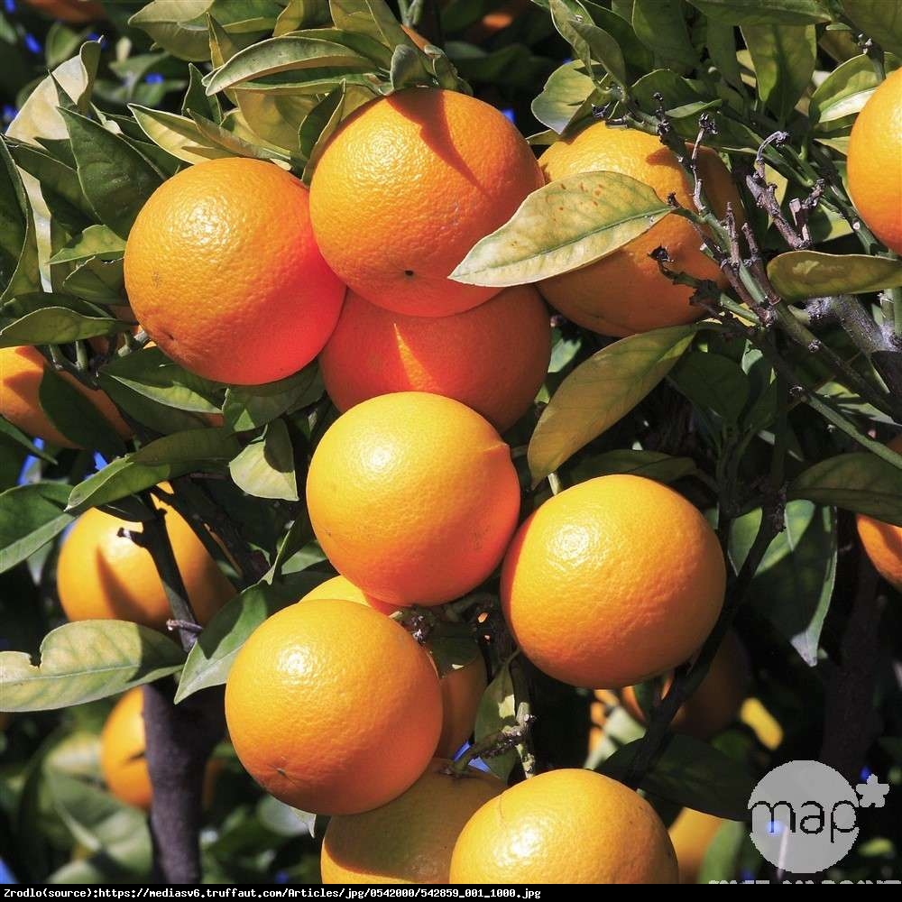 Pomarańcza cytrus drzewko 70cm - Citrus sinensis arancio