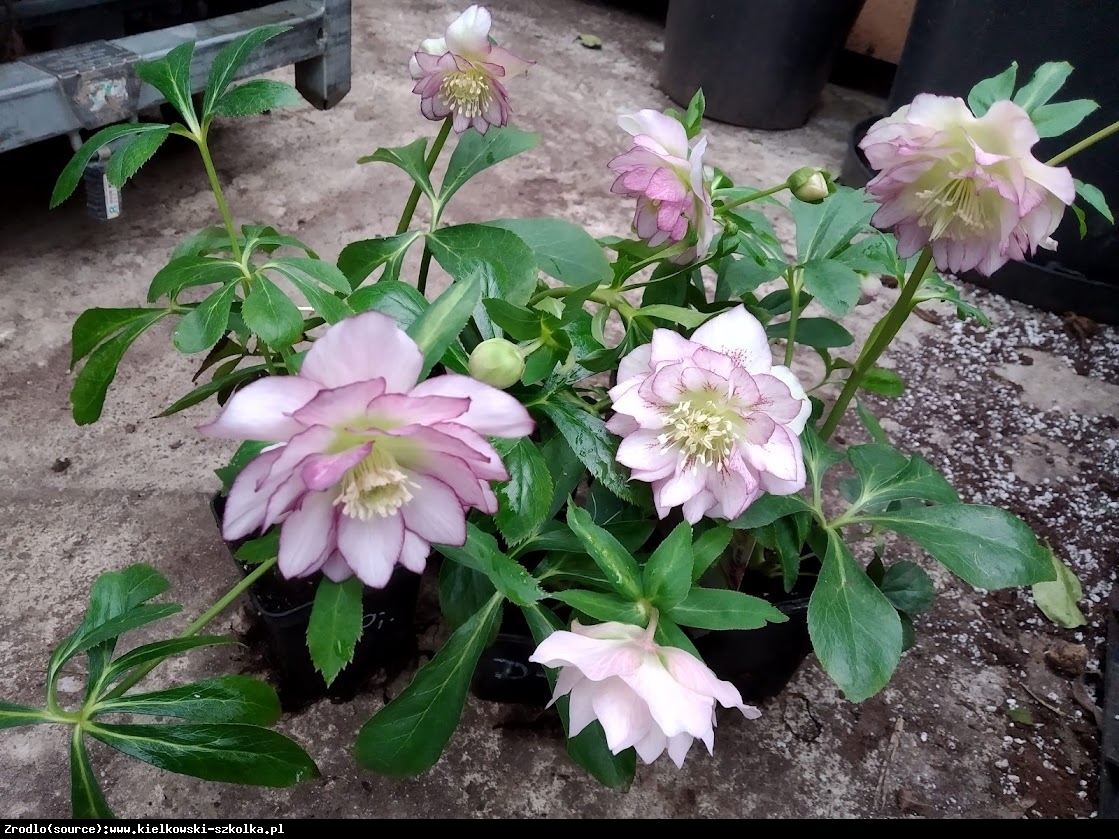 Ciemiernik wschodni Double Ellen Picotee - Helleborus orientalis Double Ellen Picotee