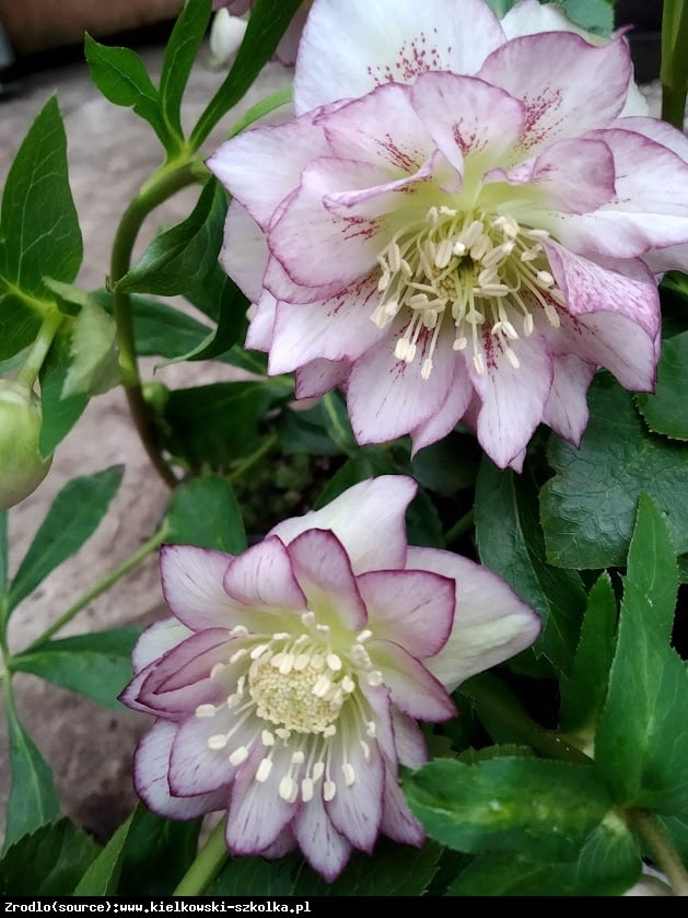 Ciemiernik wschodni Double Ellen Picotee - Helleborus orientalis Double Ellen Picotee