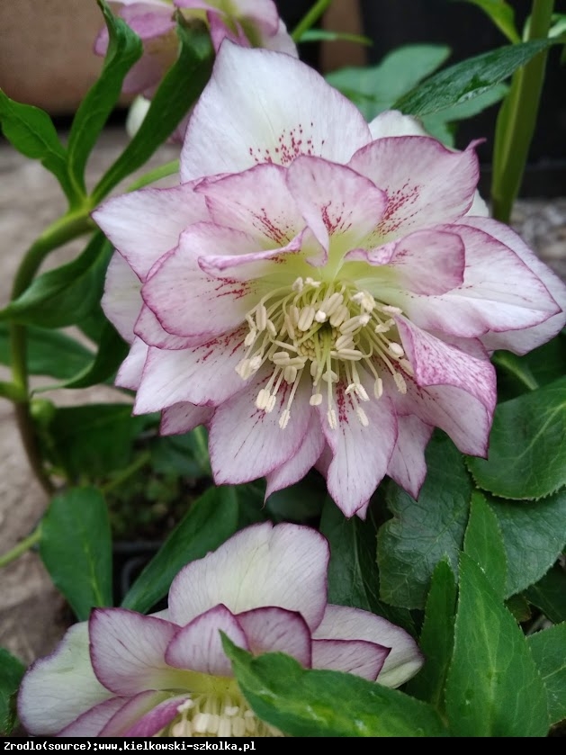 Ciemiernik wschodni Double Ellen Picotee - Helleborus orientalis Double Ellen Picotee