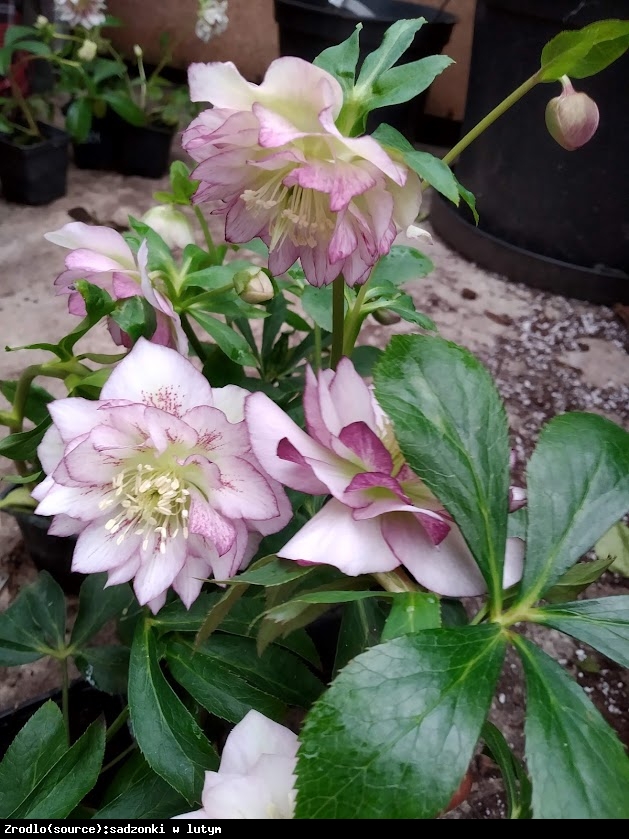 Ciemiernik wschodni Double Ellen Picotee - Helleborus orientalis Double Ellen Picotee