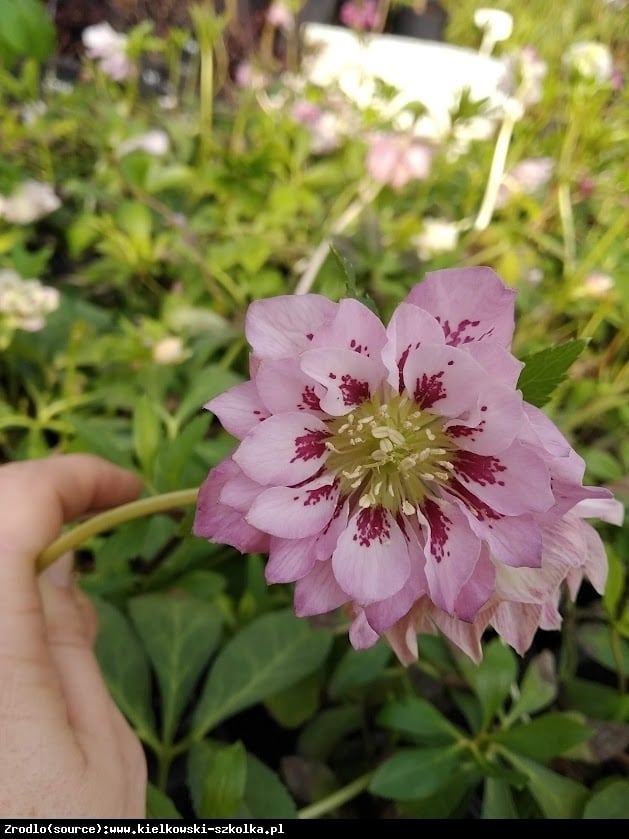 Ciemiernik wschodni Double Ellen Pink Spotted - Helleborus orientalis Double Elen Pink Spotted