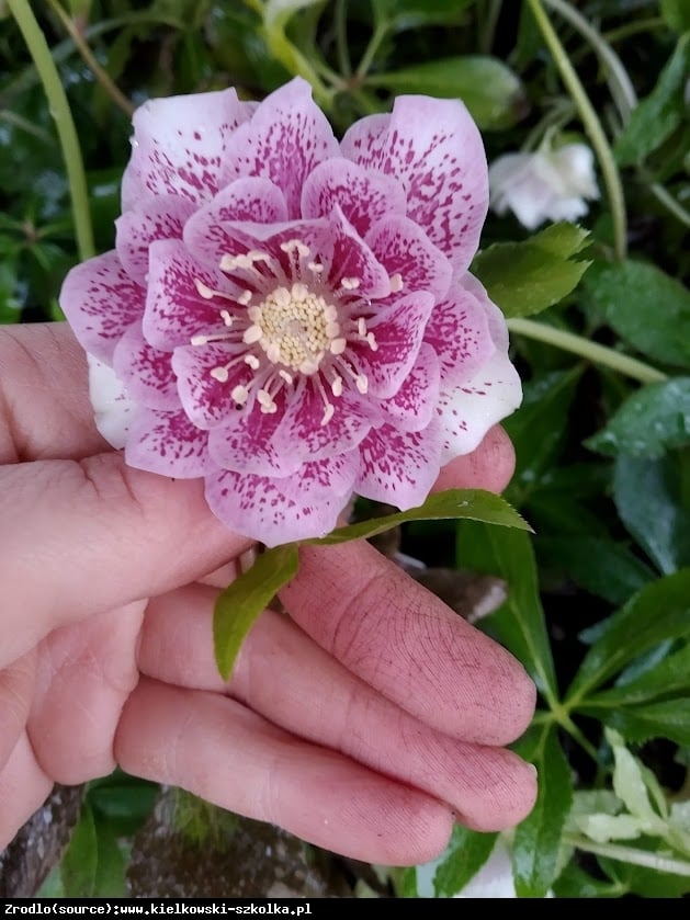 Ciemiernik wschodni Double Ellen Pink Spotted - Helleborus orientalis Double Elen Pink Spotted