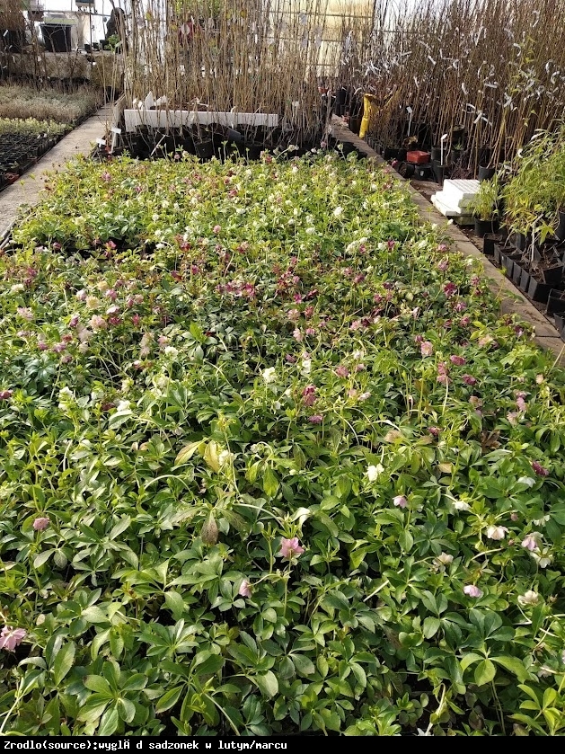 Ciemiernik wschodni Double Ellen Pink Spotted - Helleborus orientalis Double Elen Pink Spotted