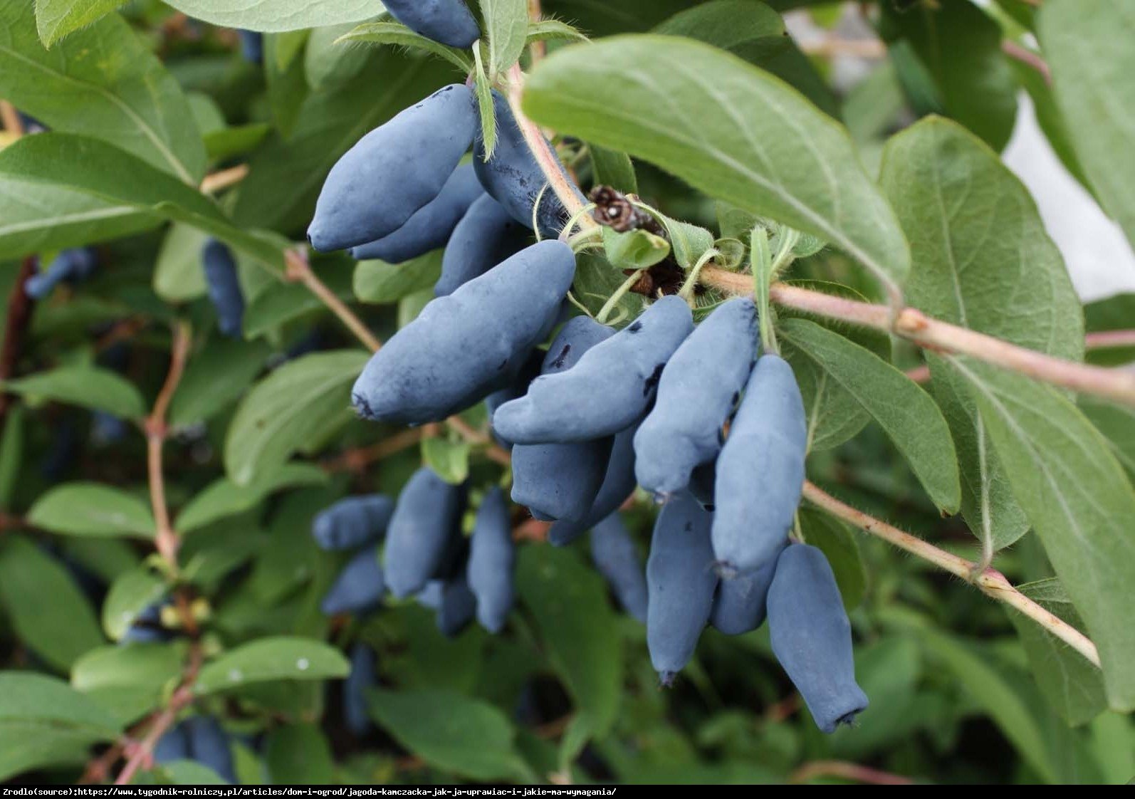 Jagoda kamczacka brązowa - Lonicera orientalis brązowa