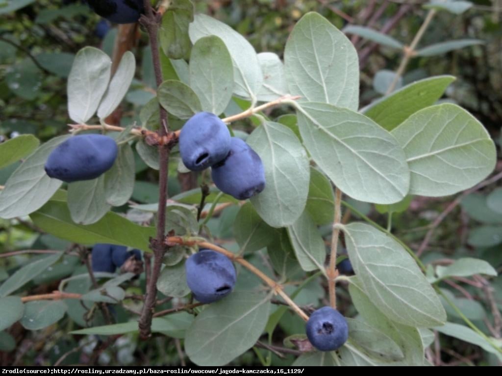 Jagoda kamczacka brązowa - Lonicera orientalis brązowa