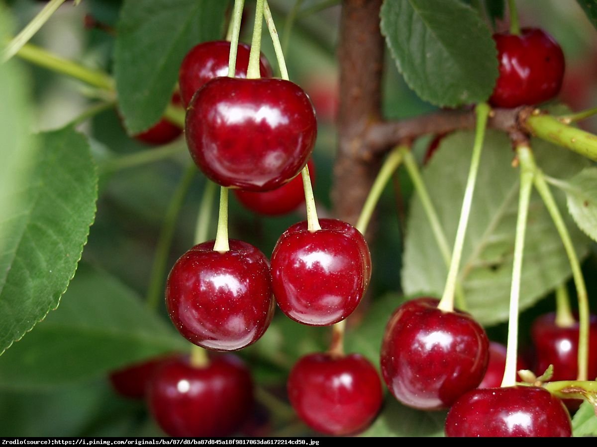 Wiśnia karłowa Carmine Jewel - Prunus Carmine Jewel