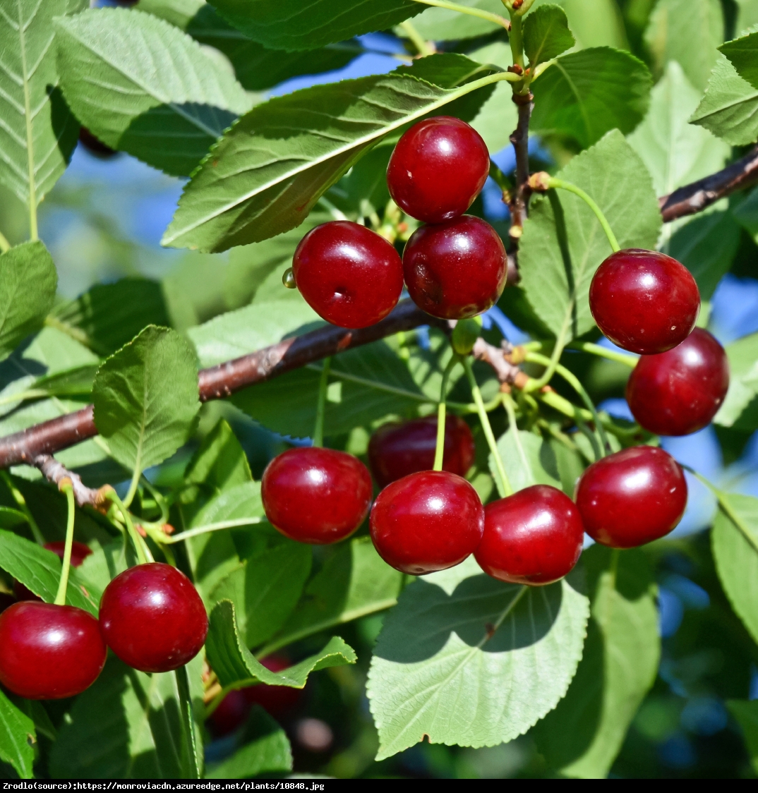 Wiśnia karłowa Carmine Jewel - Prunus Carmine Jewel
