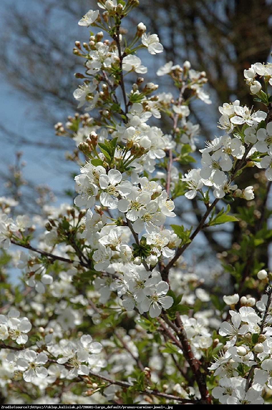 Wiśnia karłowa Carmine Jewel - Prunus Carmine Jewel