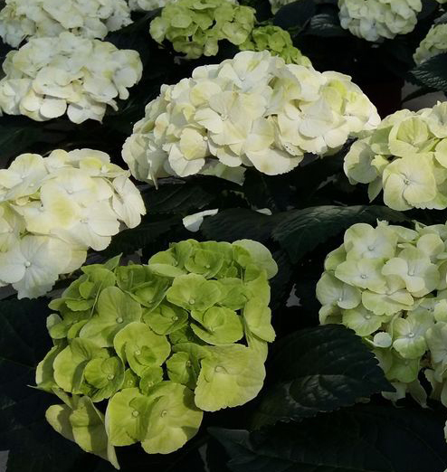 Hortensja ogrodowa Caipirinha - Hydrangea macrophylla Caipirinha