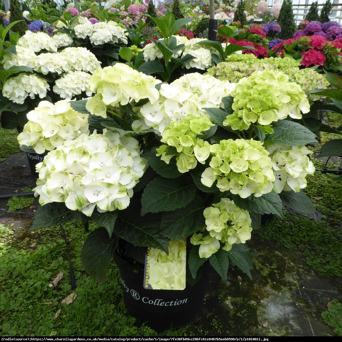 Hortensja ogrodowa Caipirinha - Hydrangea macrophylla Caipirinha