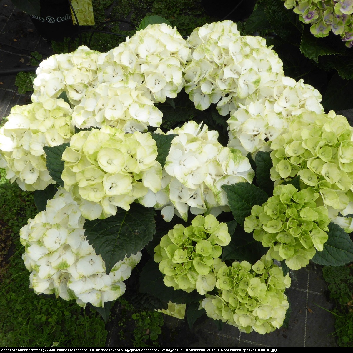 Hortensja ogrodowa Caipirinha - Hydrangea macrophylla Caipirinha