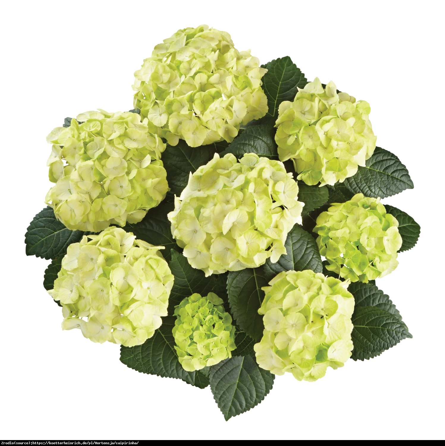 Hortensja ogrodowa Caipirinha - Hydrangea macrophylla Caipirinha