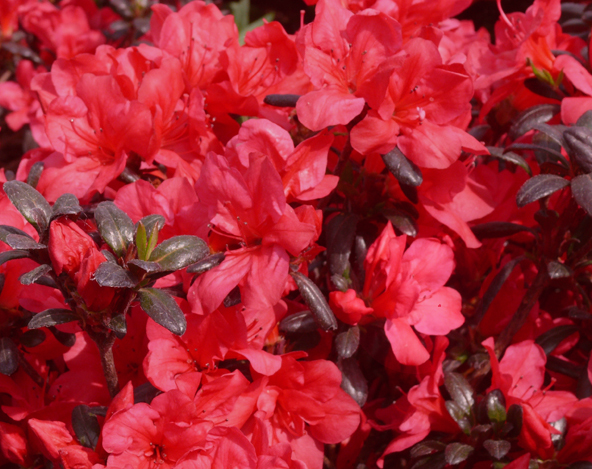 Azalia japońska Maruschka - Rhododendron Maruschka