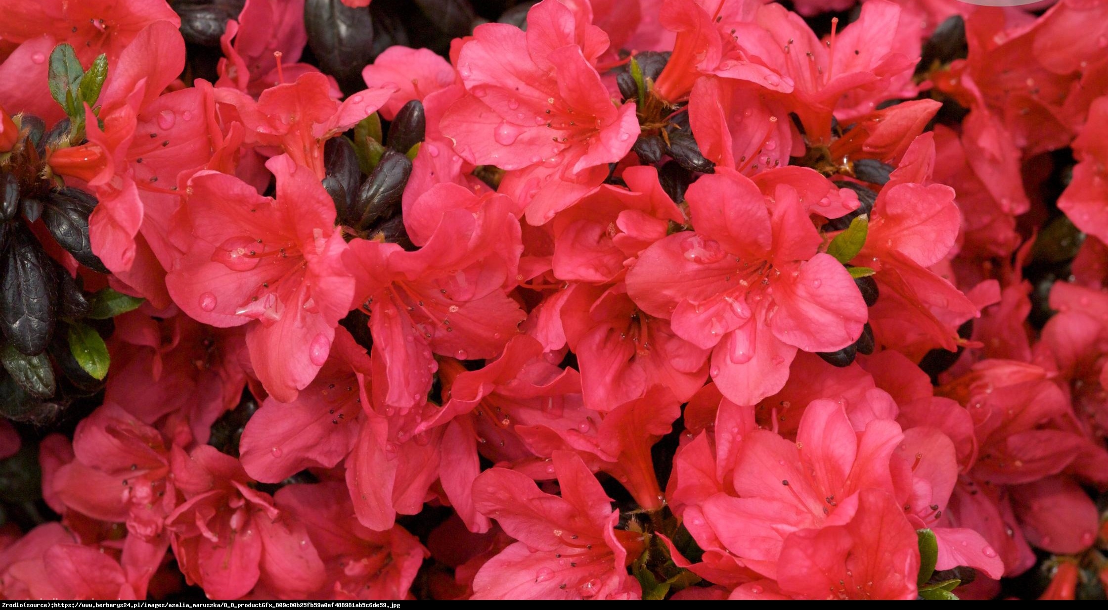 Azalia japońska Maruschka - Rhododendron Maruschka