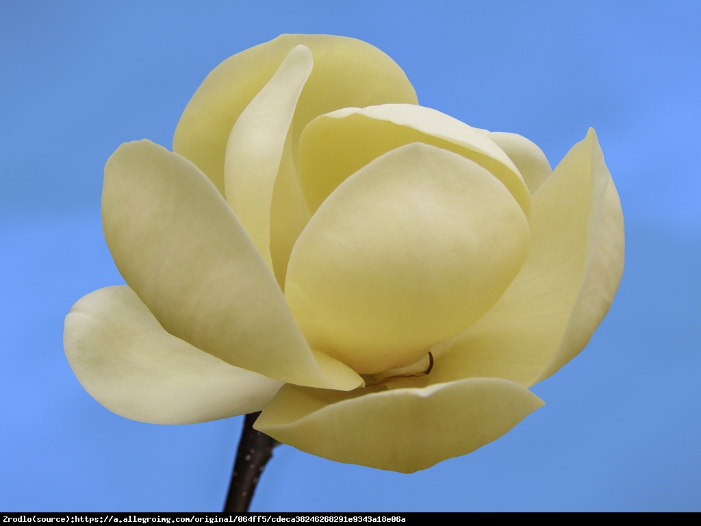 Magnolia Honey Tulip - Magnolia Honey Tulip