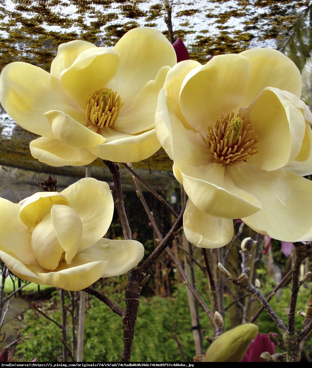 Magnolia Honey Tulip - Magnolia Honey Tulip