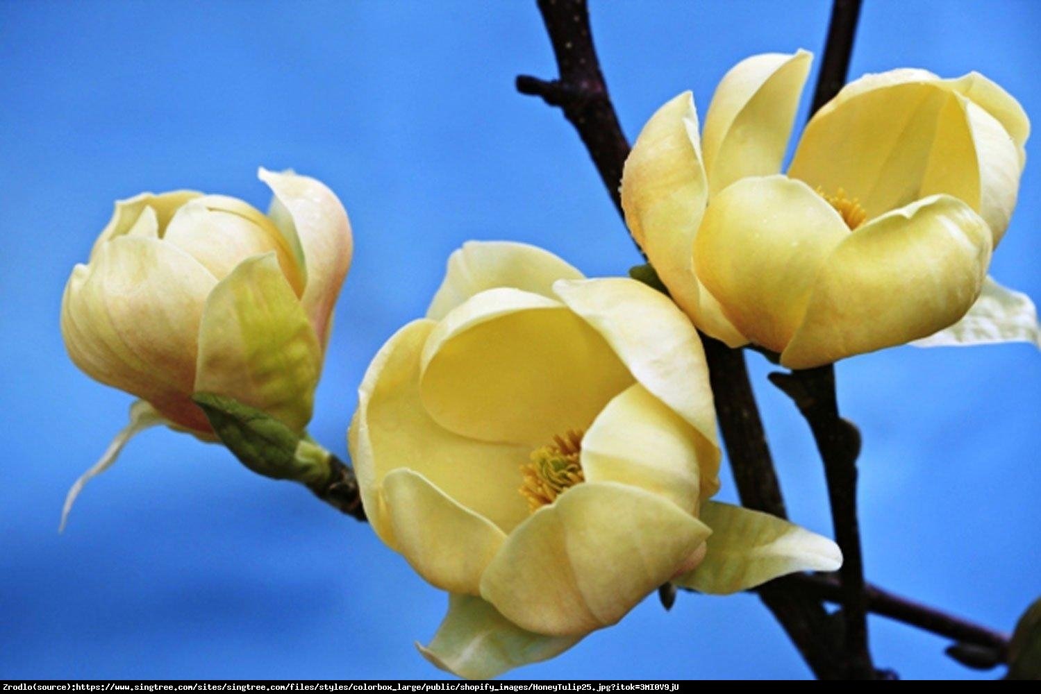 Magnolia Honey Tulip - Magnolia Honey Tulip