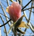 Magnolia PEACHY - Magnolia PEACHY