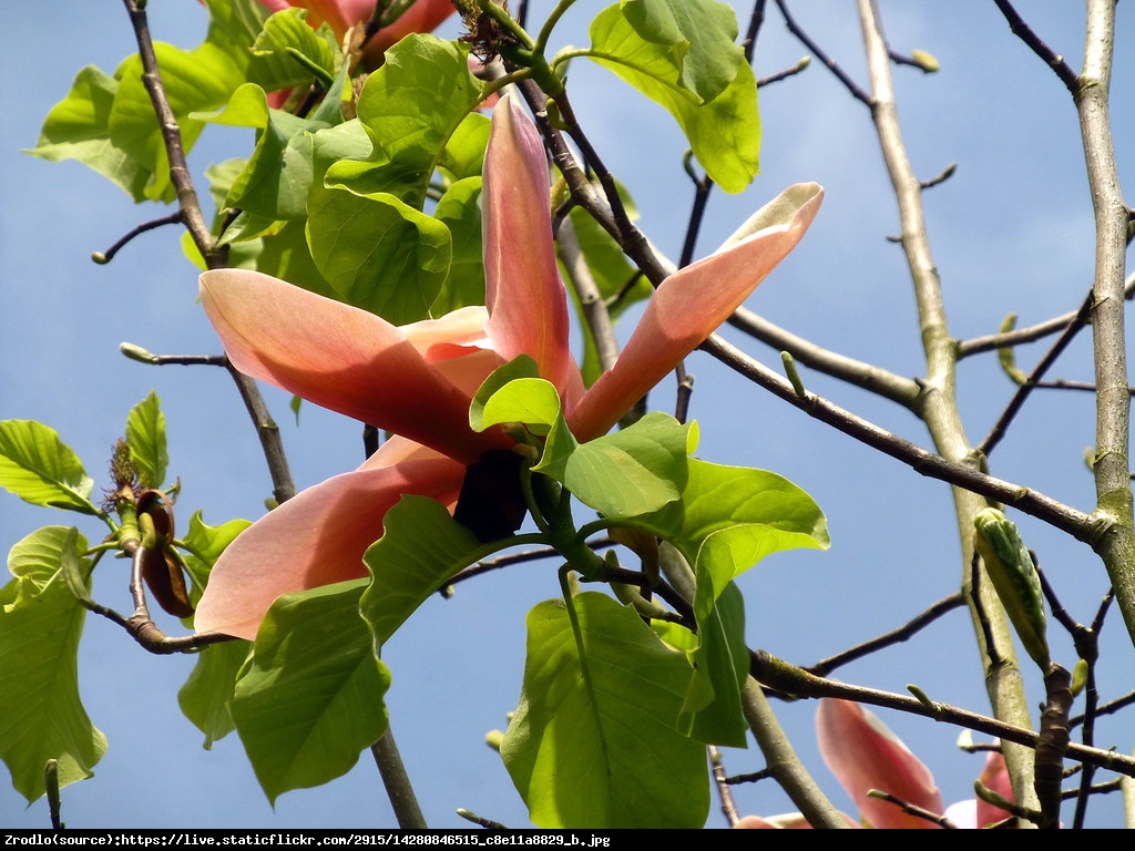 Magnolia PEACHY - Magnolia PEACHY