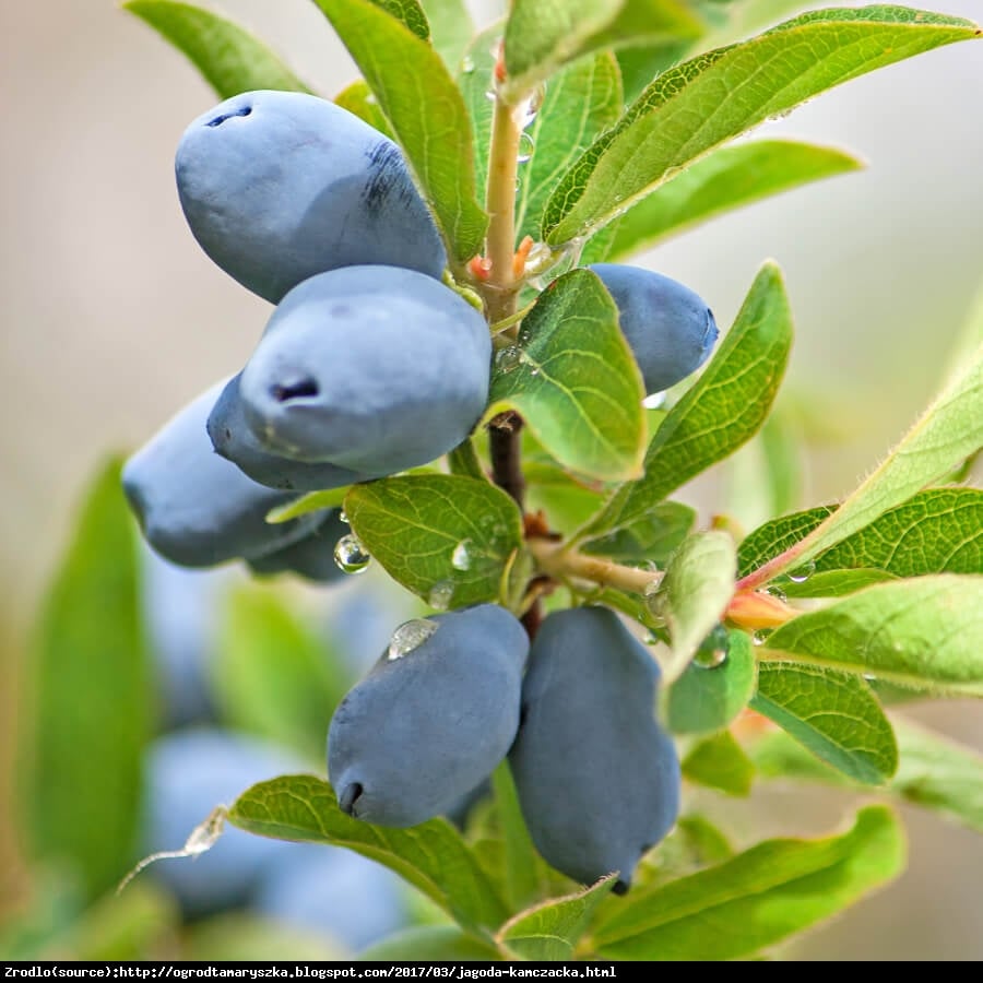 Jagoda kamczacka Toliczka - Lonicera orientalis Toliczka