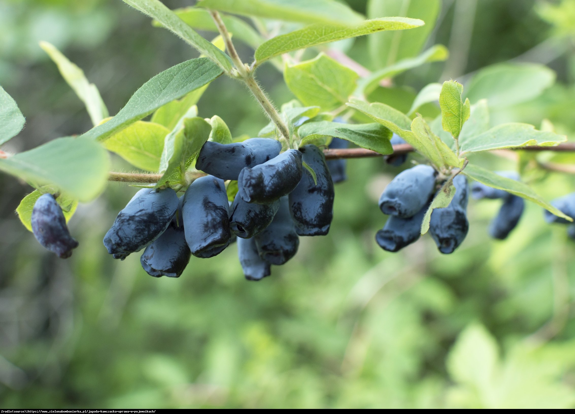 Jagoda kamczacka Toliczka - Lonicera orientalis Toliczka