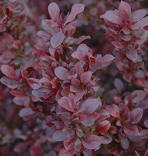 Berberys Thunberga Concorde - Berberis thunberii Concorde