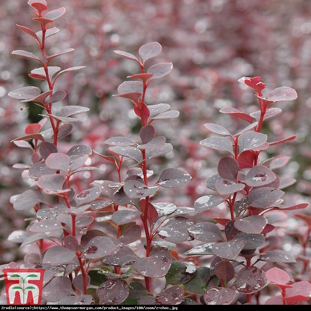 Berberys Thunberga Chocolate Summer - Berberis thunberii Chocolate Summer