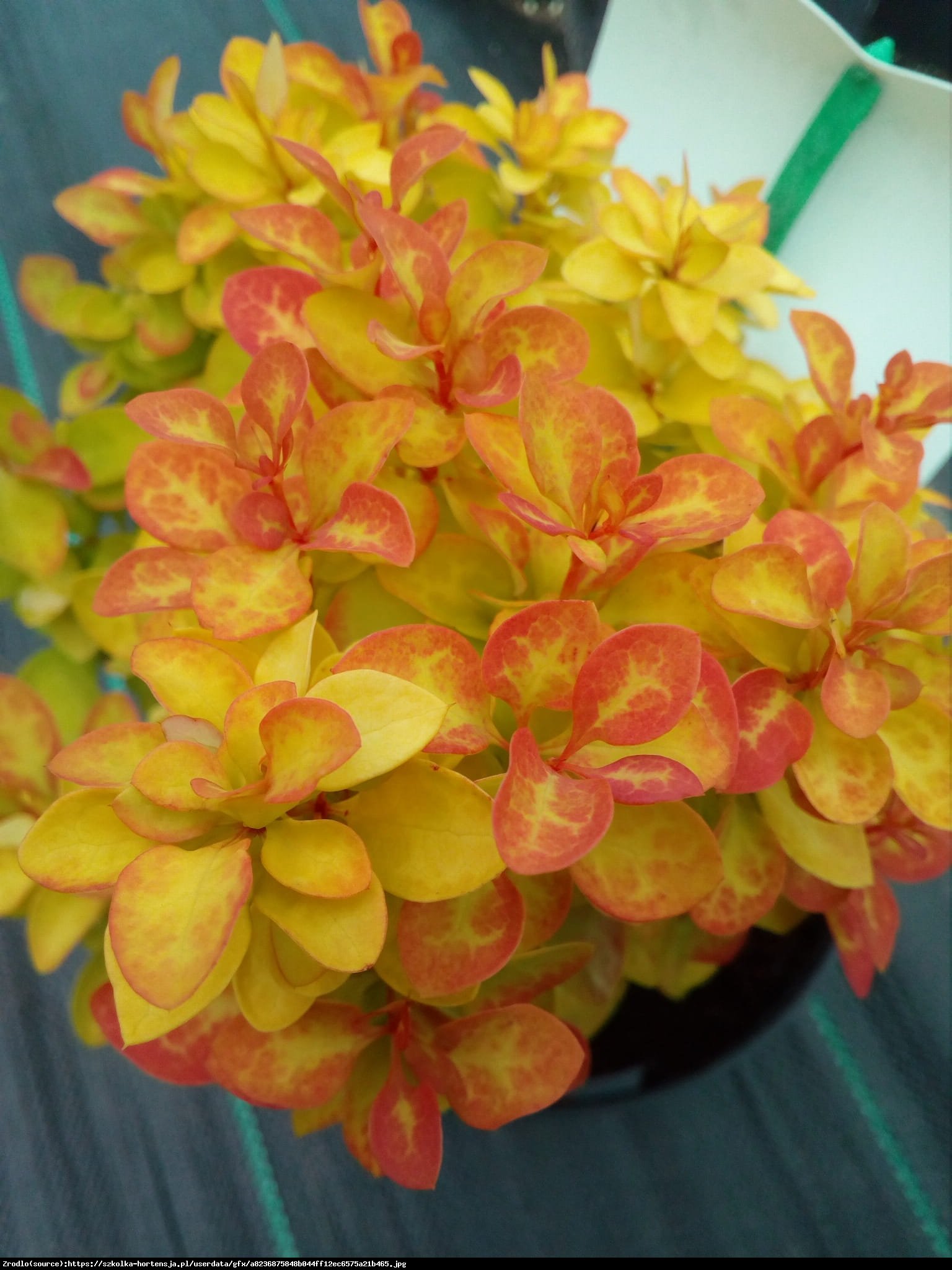 Berberys Thunberga Summer Sunset - Berberis thunberii Summer Sunset