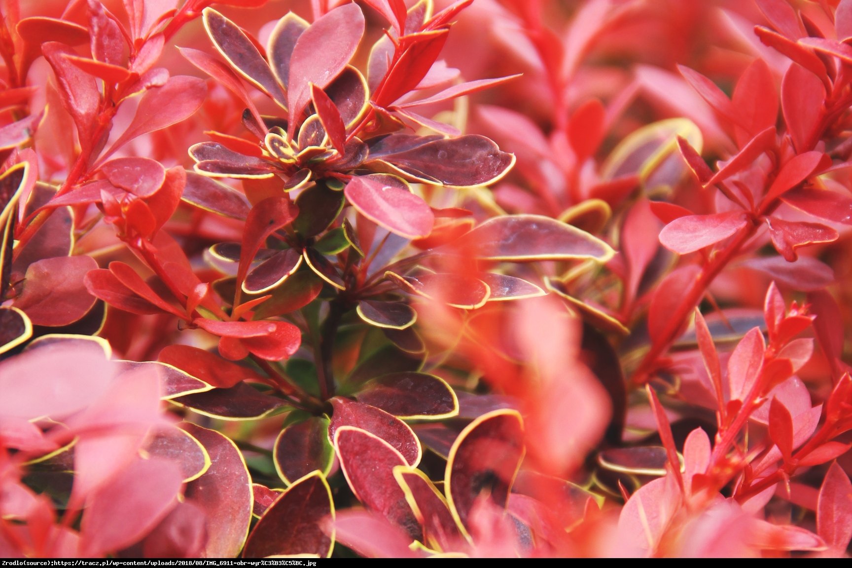 Berberys Thunberga Coral - Berberis thunberii Coral