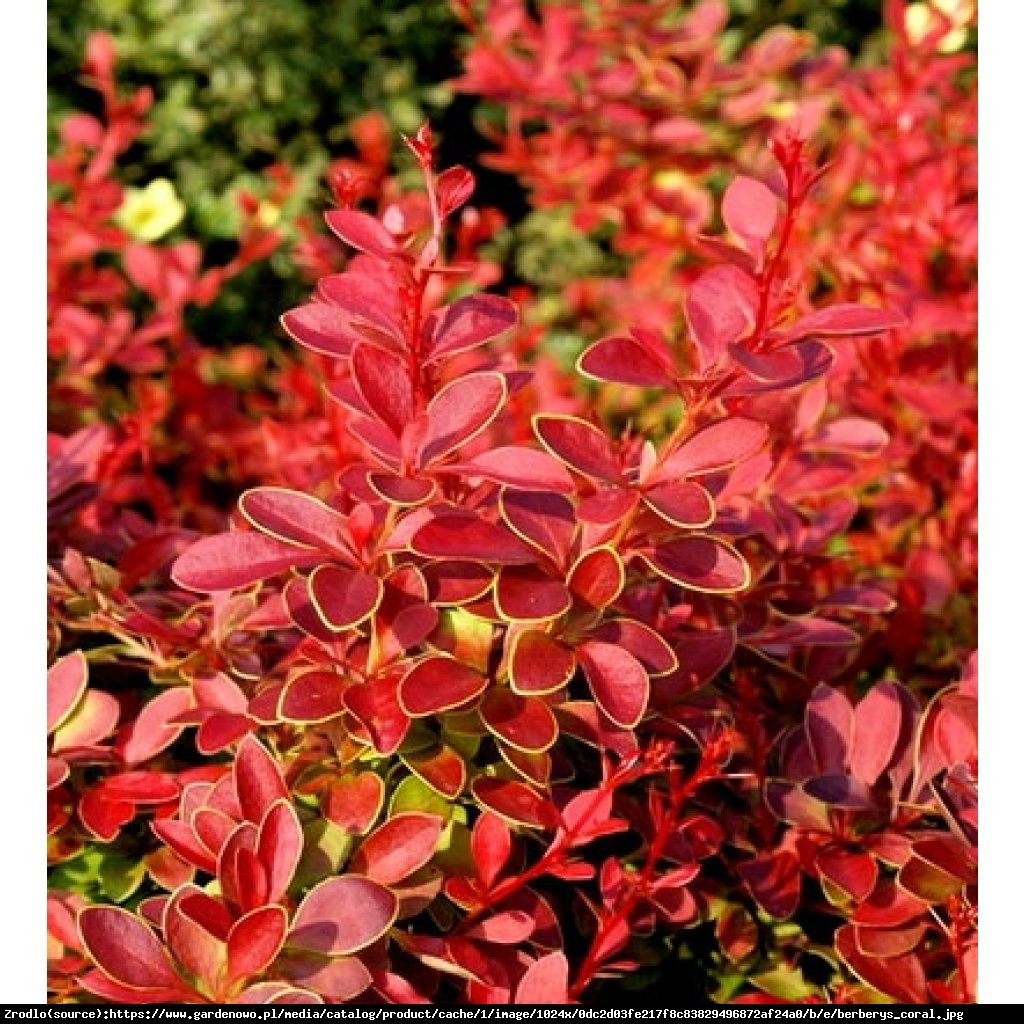 Berberys Thunberga Coral - Berberis thunberii Coral