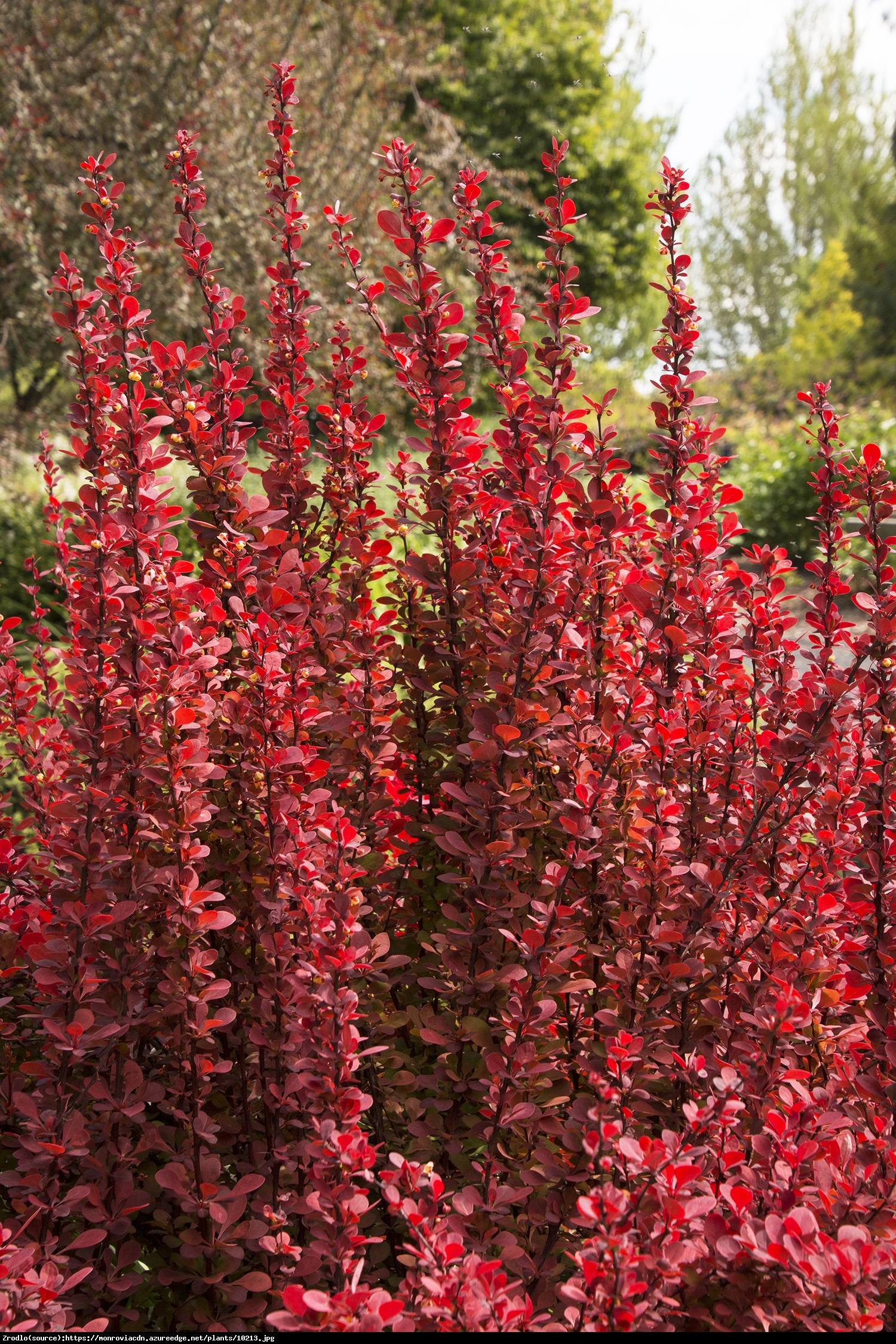 Berberys Thunberga Orange Tower - Berberis thunberii Orange Tower