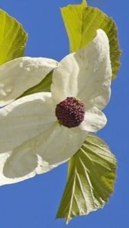 Dawidia chińska Columnar - Davidia involucrata Columnar