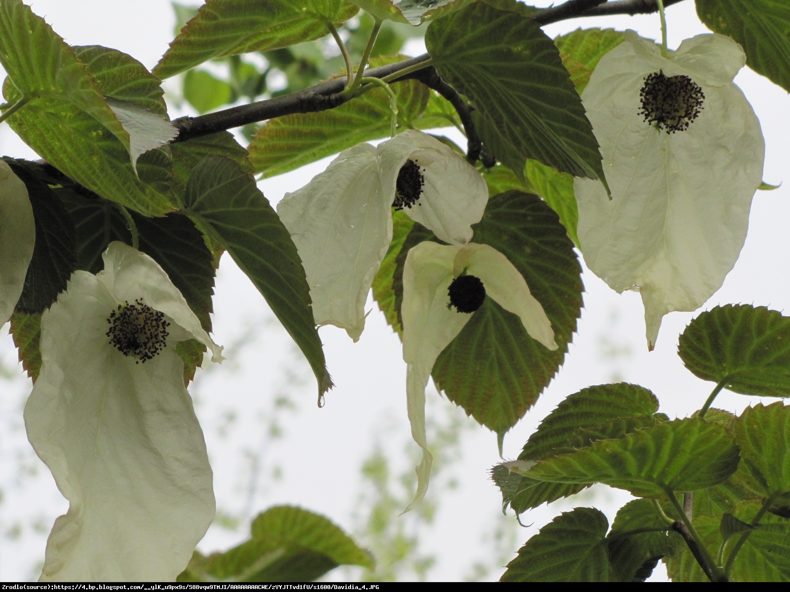 Dawidia chińska Columnar - Davidia involucrata Columnar