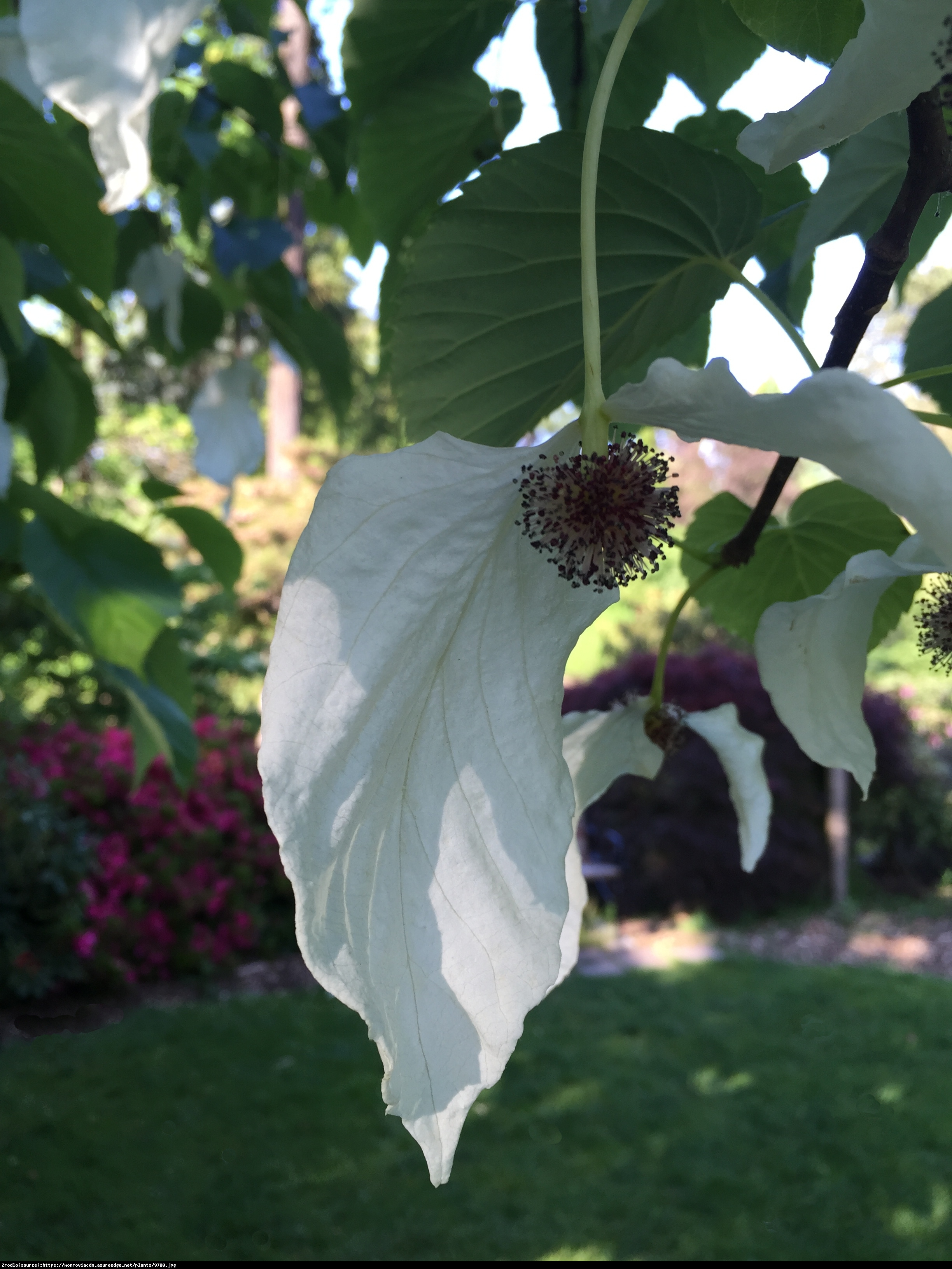 Dawidia chińska Columnar - Davidia involucrata Columnar