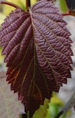 Dawidia chińska Crimson Spring - Davidia involucrata Crimson Spring