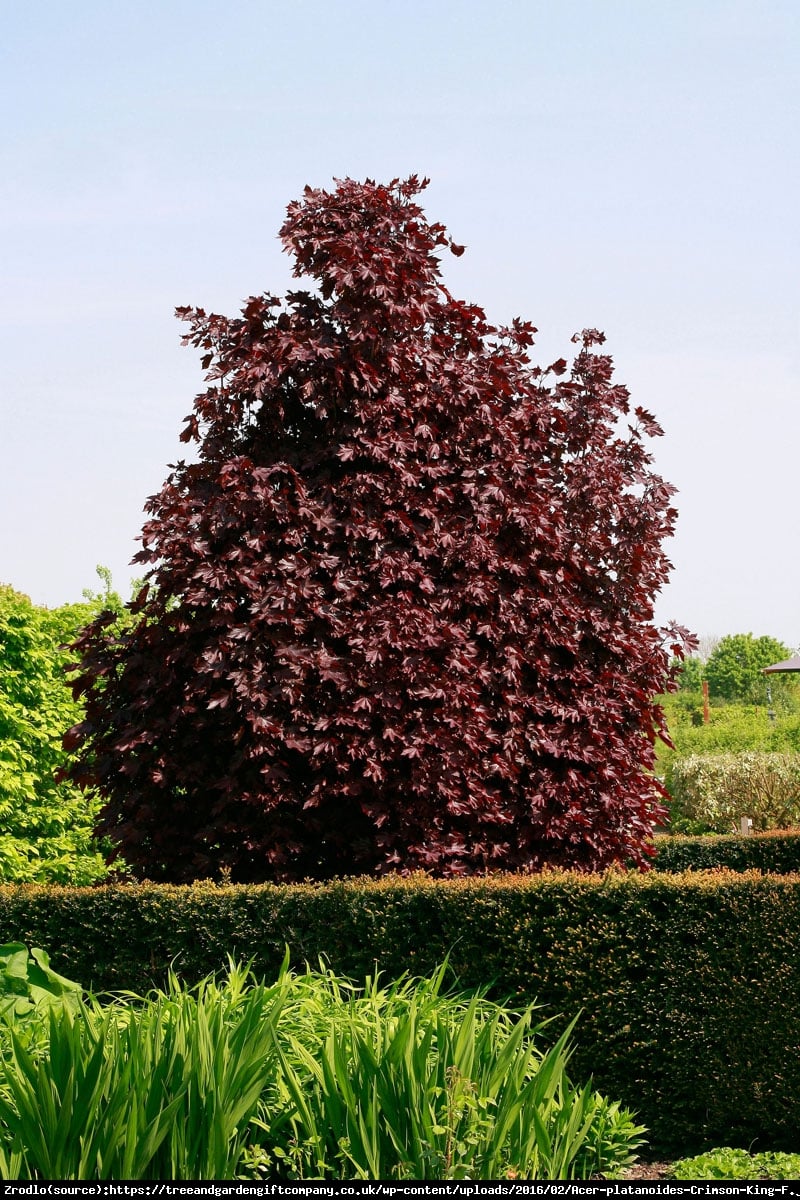 Dawidia chińska Crimson Spring - Davidia involucrata Crimson Spring