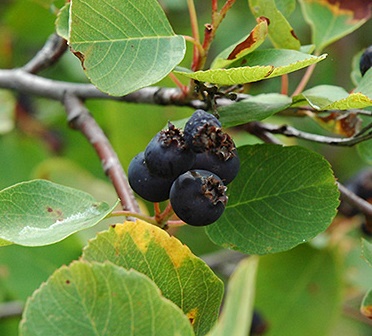 Świdośliwa olcholistna Smoky - Amelanchier  alnifolia Smoky