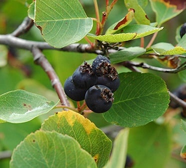 Świdośliwa olcholistna Smoky - Amelanchier  alnifolia Smoky