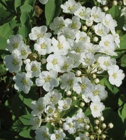 Świdośliwa olcholistna Martin - Amelanchier  alnifolia Martin