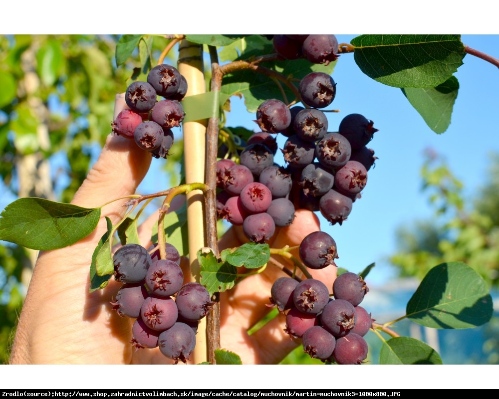 Świdośliwa olcholistna Martin - Amelanchier  alnifolia Martin