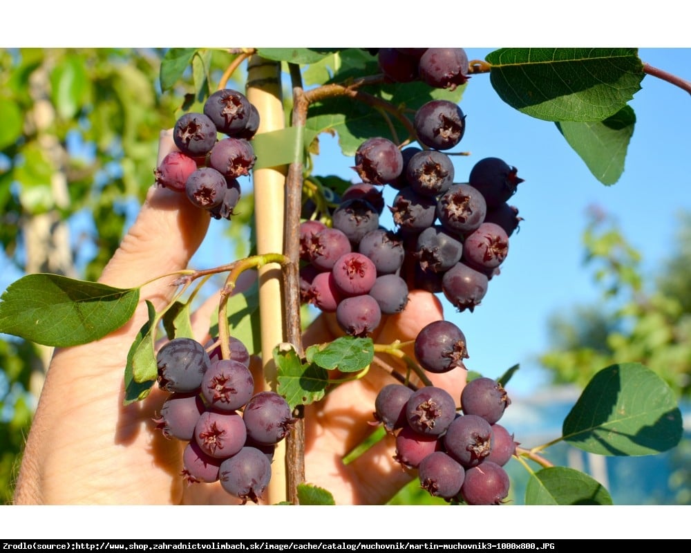 Świdośliwa olcholistna Martin - Amelanchier  alnifolia Martin