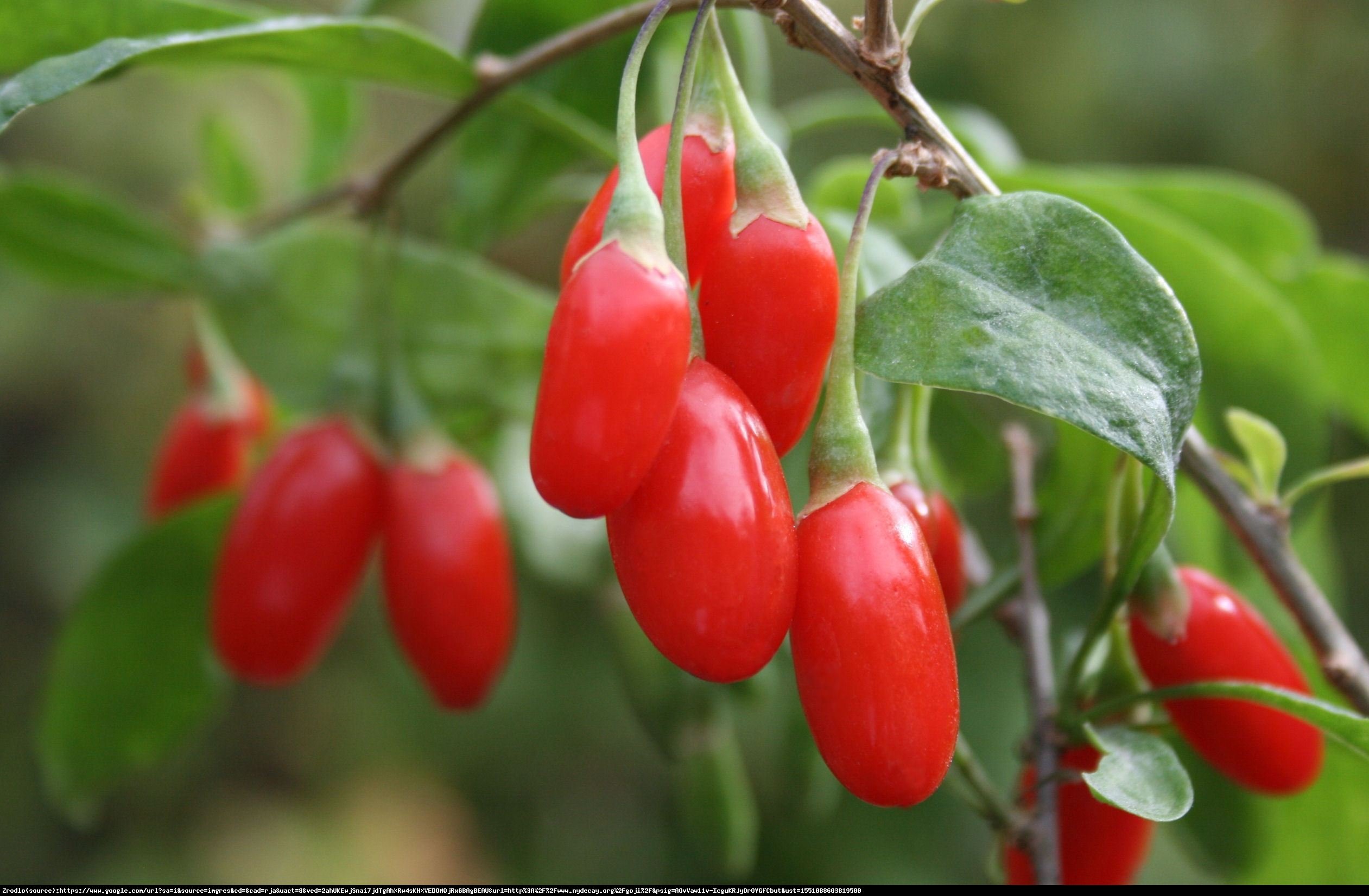 Jagoda Goji - Lycium barbarum