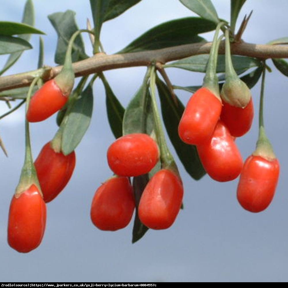 Jagoda Goji - Lycium barbarum