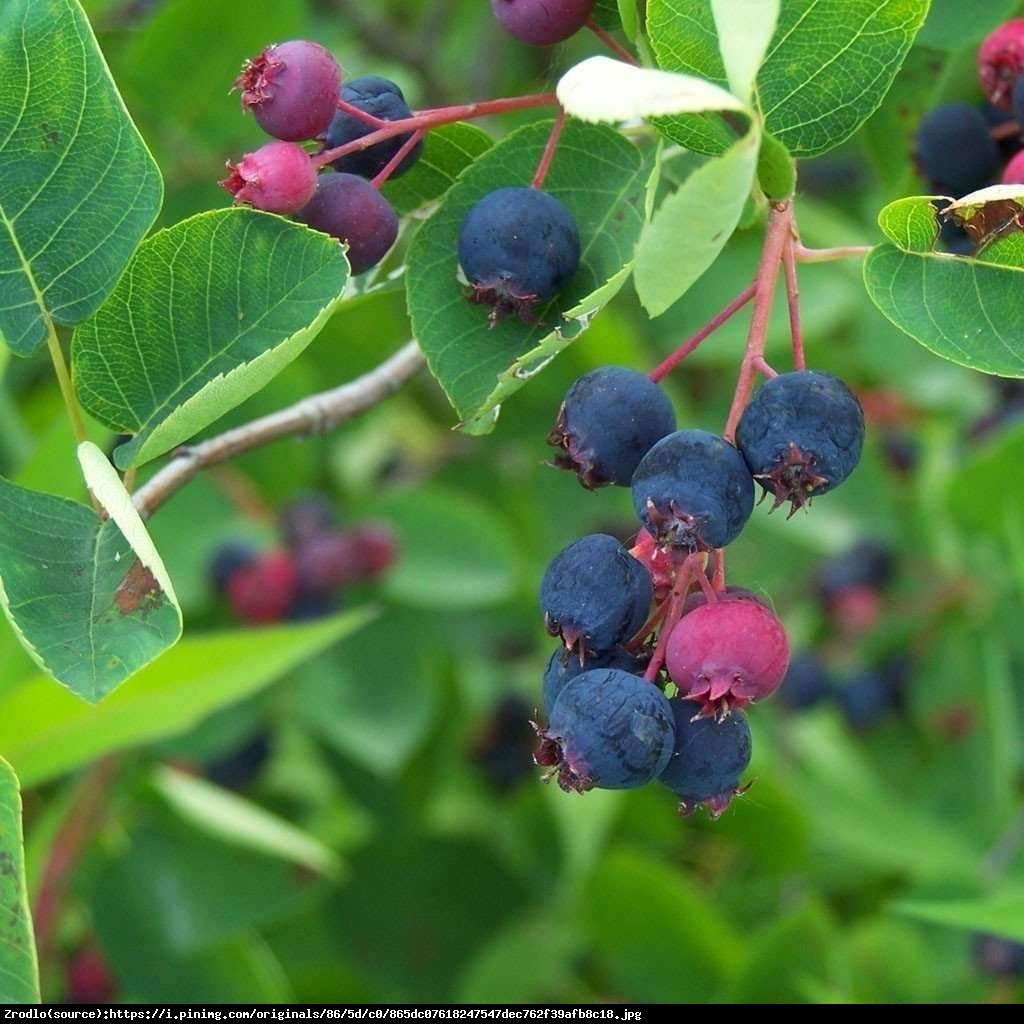 Świdośliwa olcholistna Prince William - Amelanchier  alnifolia Prince William