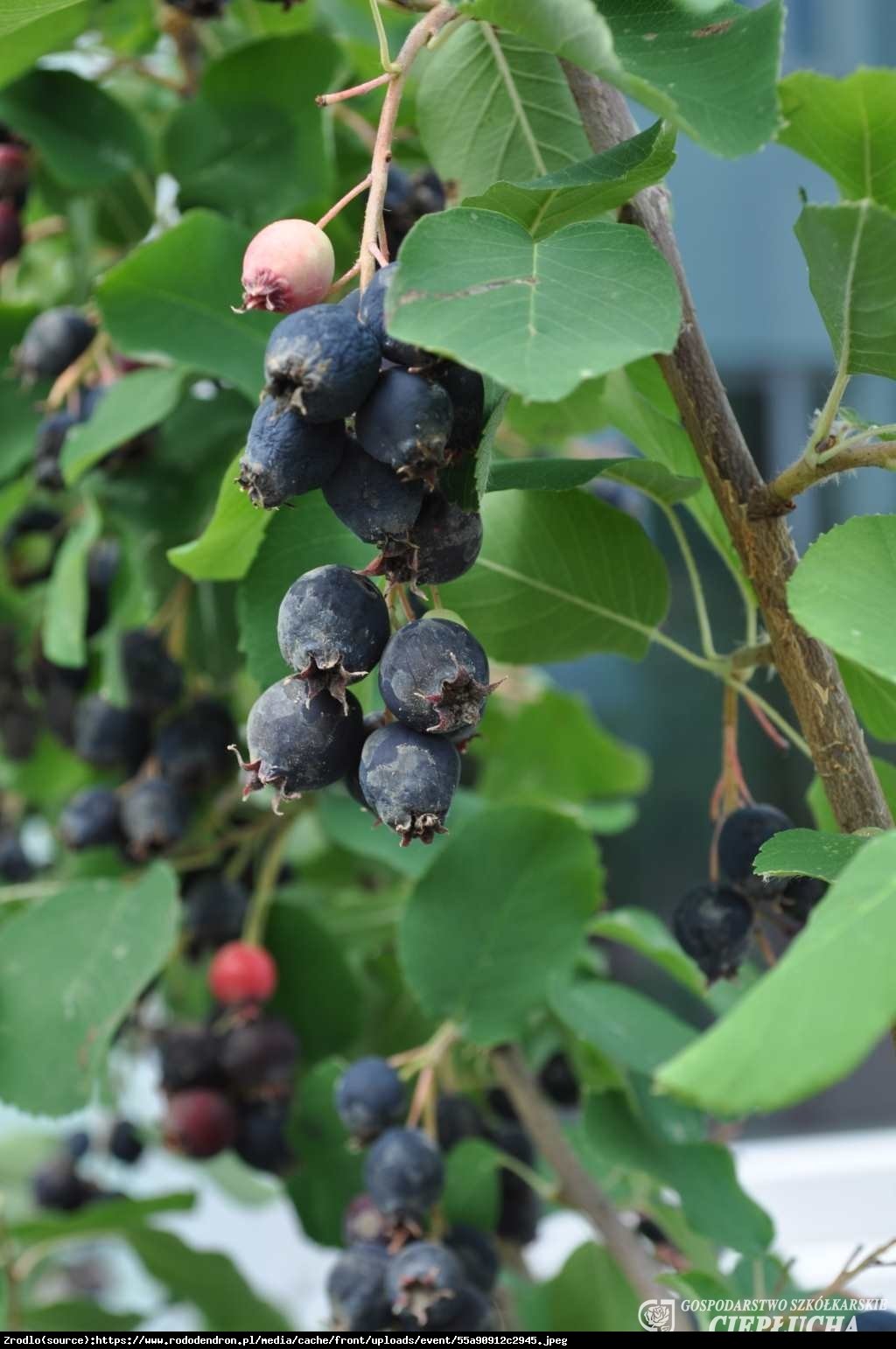 Świdośliwa olcholistna Mandam - Amelanchier  alnifolia Mandam