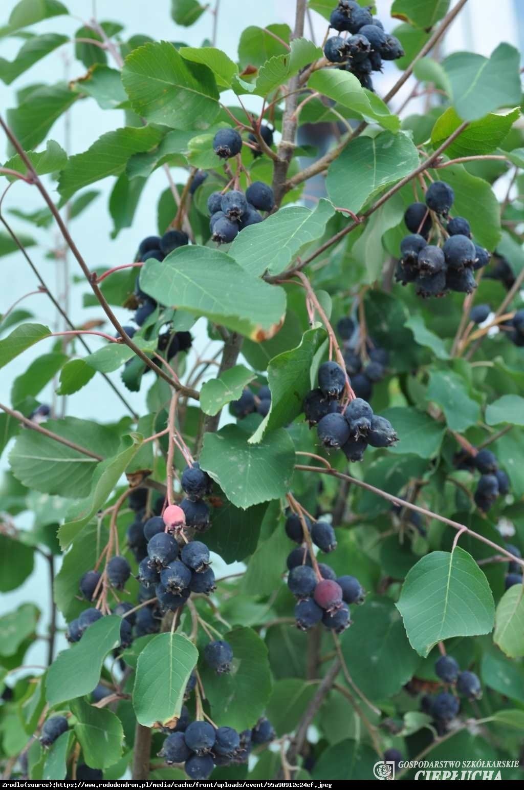 Świdośliwa olcholistna Mandam - Amelanchier  alnifolia Mandam