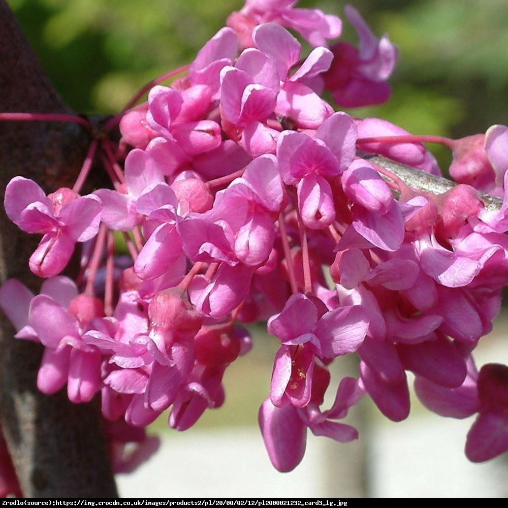 Judaszowiec kanadyjski Lavender Twist - PRZEWISAJĄCY, MROZOODPORNY - Cercis canadensis Lavender Twist